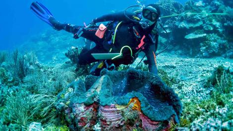 A giant clam with a diver swimming nearby